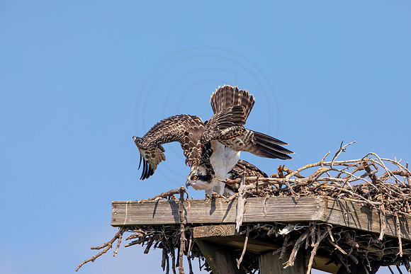130 osprey (6F3A6496) April 15, 2021