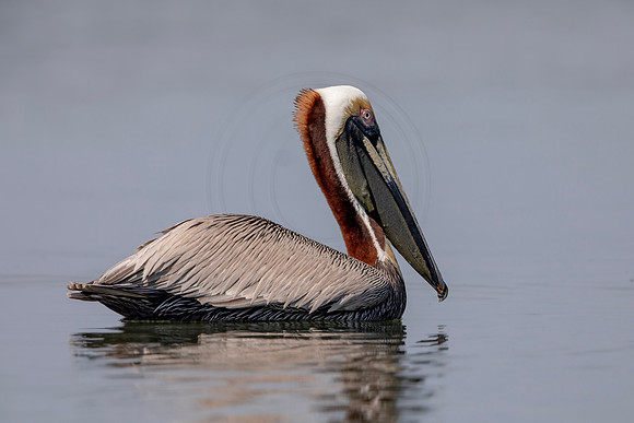 377 pelican (6F3A8422) April 15, 2021