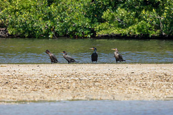 147 cormorants and anghina (6F3A6574) April 15, 2021