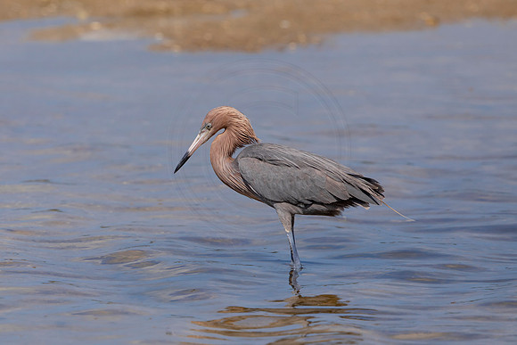 187 reddish egrets (6F3A6793) April 15, 2021