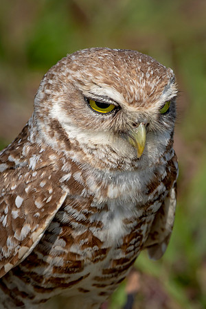945 burrowing owl (6F3A2676) April 17, 2021