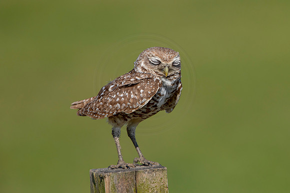 949 burrowing owl (6F3A2700) April 17, 2021