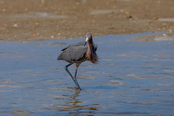 178 reddish egrets (6F3A6774) April 15, 2021