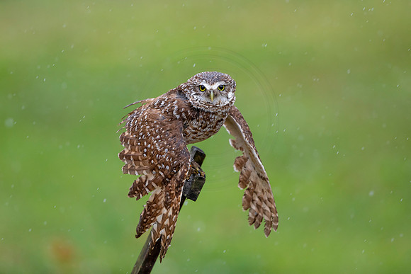 25 burrowing owl (6F3A7679) April 19, 2021
