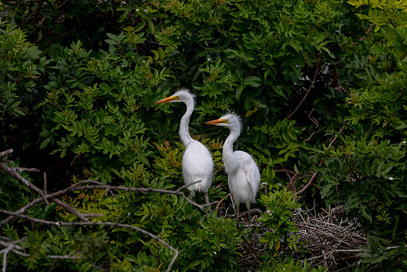 1133 egrets (6F3A4298) April 18, 2021