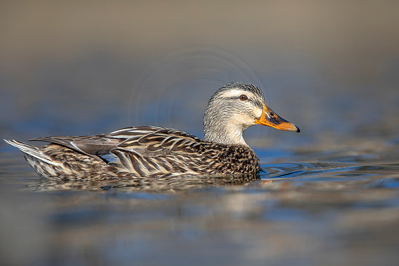 228 mallard (AF3A3616) March 13, 2021