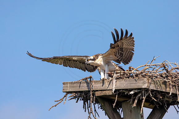 135 osprey (6F3A6501) April 15, 2021