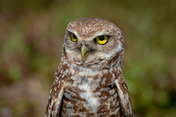 924 burrowing owl (6F3A2502) April 17, 2021
