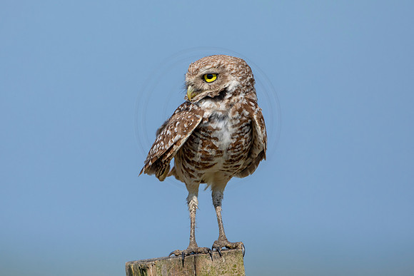 933 burrowing owl (6F3A2548) April 17, 2021