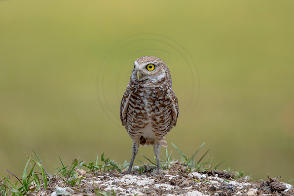 775 burrowing owl (6F3A1659) April 17, 2021