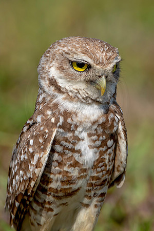 941 burrowing owl (6F3A2583) April 17, 2021