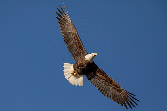 258 bald eagle (AF3A4082) March 13, 2021