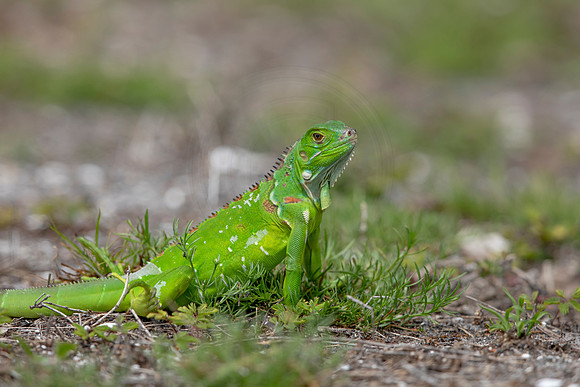 360 iguana (6F3A8366) April 15, 2021