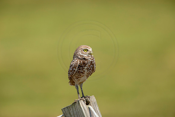 811 burrowing owl (6F3A1838) April 17, 2021