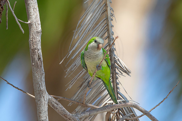 1198 monk parakeet (6F3A5102) April 18, 2021