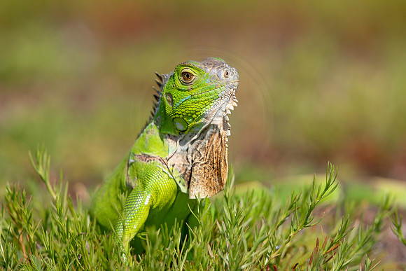 1 iguana (6F3A9165) April 15, 2021