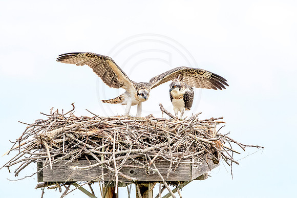 Osprey in Crown Point