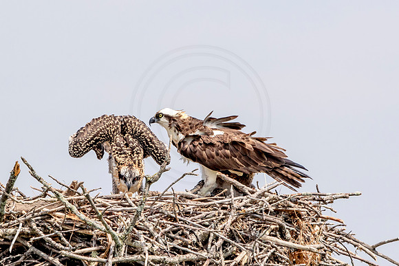 Osprey in Crown Point