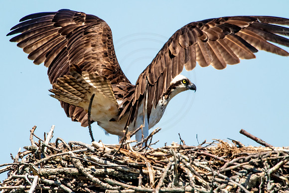 Osprey in Crown Point