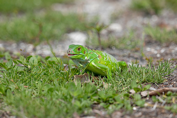 351 iguana (6F3A8321) April 15, 2021