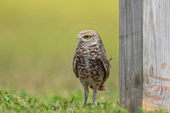 792 burrowing owl (6F3A1723) April 17, 2021