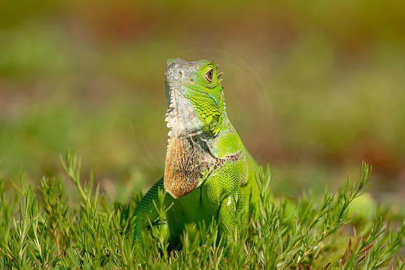 520 iguana (6F3A9180) April 15, 2021