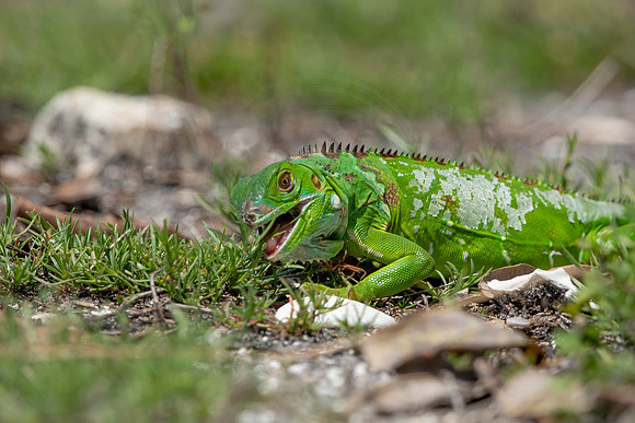 300 iguana (6F3A7943) April 15, 2021