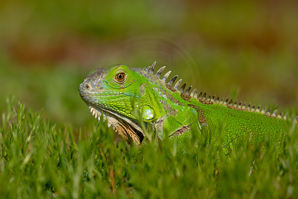 503 iguana (6F3A9110) April 15, 2021