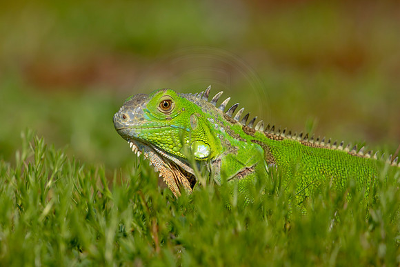502 iguana (6F3A9109) April 15, 2021