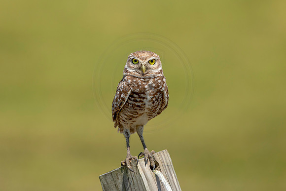 823 burrowing owl (6F3A1896) April 17, 2021