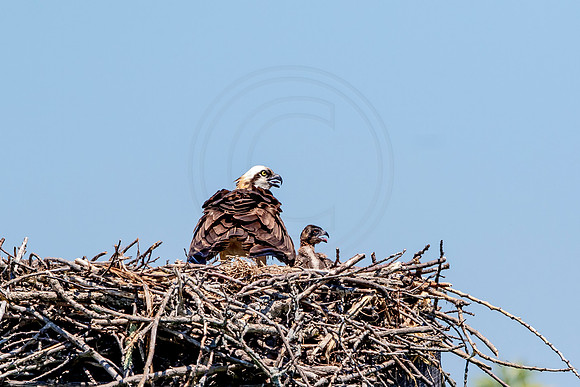 Osprey in Crown Point