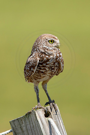 808 burrowing owl (6F3A1828) April 17, 2021