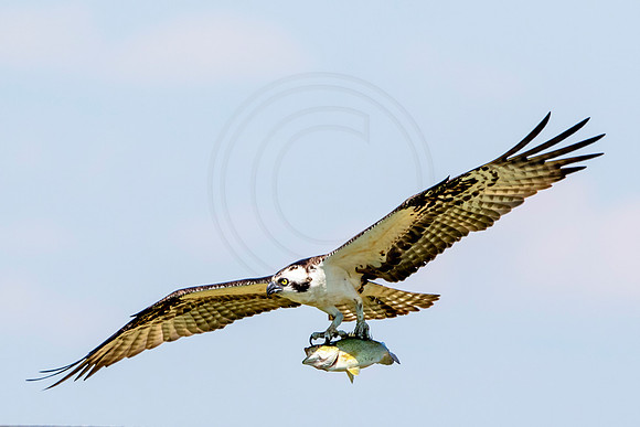 Osprey in Crown Point