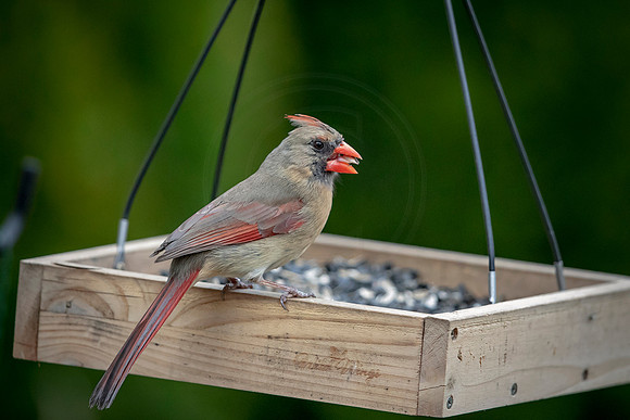 Female Cardinal