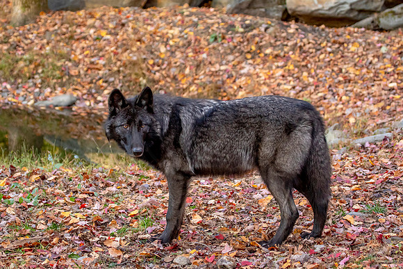 Wolf