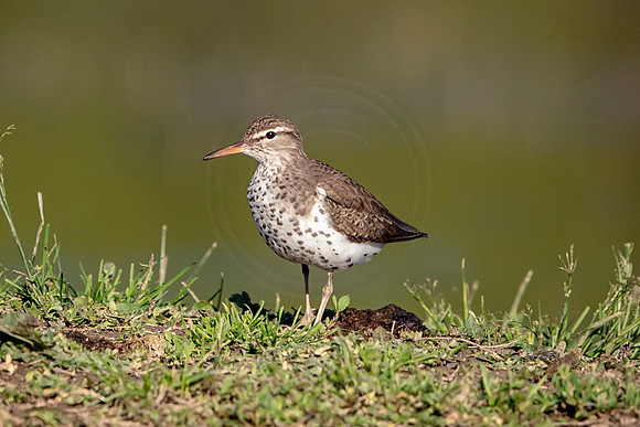 Spotted Sandpiper