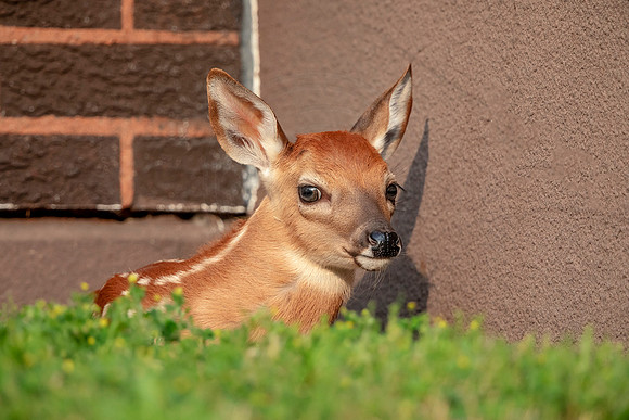 White-tailed deer fawn