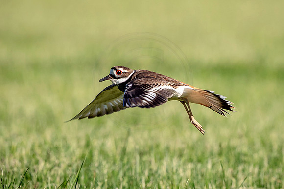 Killdeer