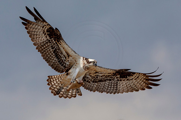 Female Osprey
