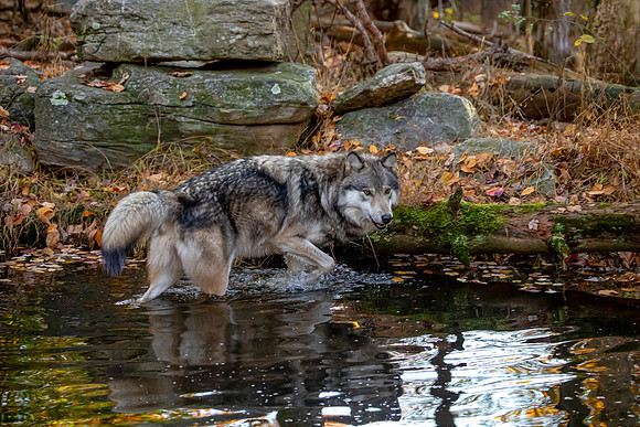 Wolf