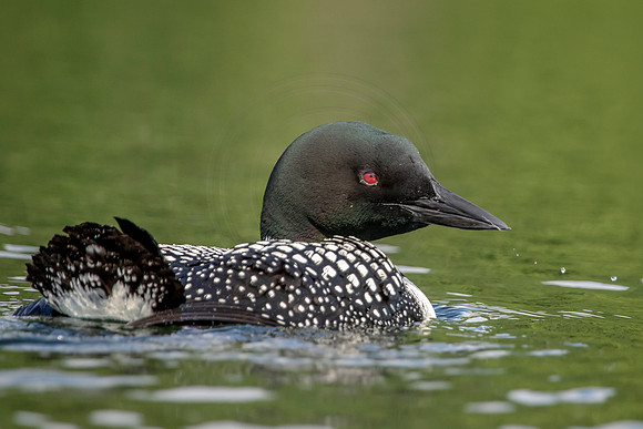 Common Loon