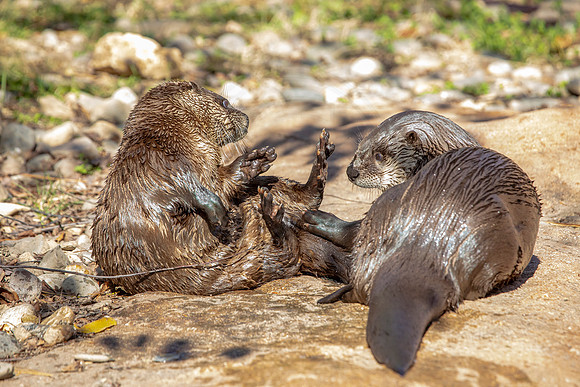 Otters