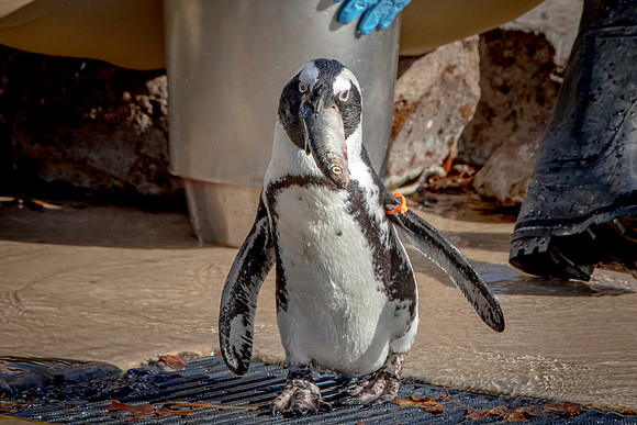 African Penguin