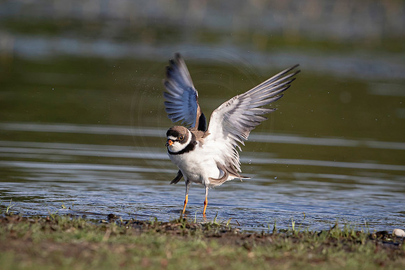 Killdeer