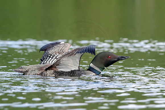 Common Loon