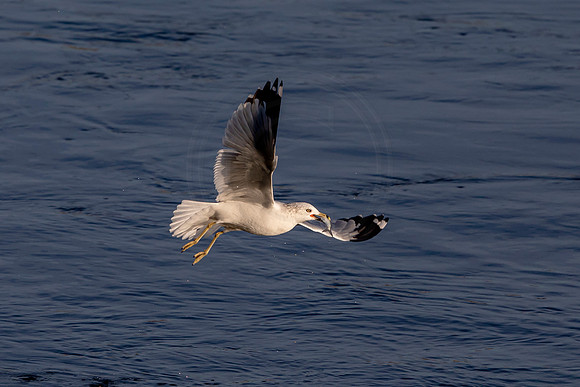 Gull at the Conowingo Dam