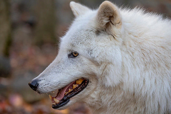 Wolf
