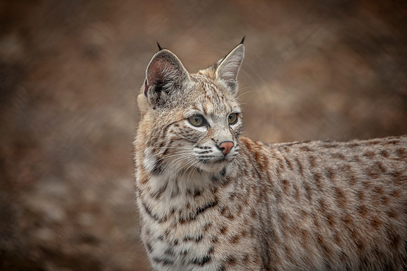 Bobcat