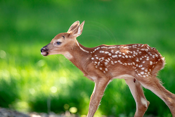 White-tailed deer fawn