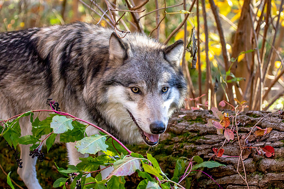 Wolf